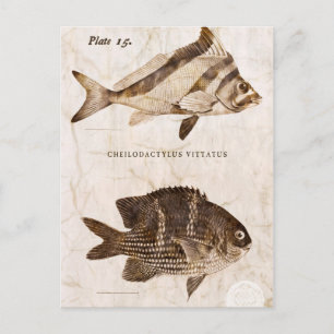 visserij Antiek zeehaven Briefkaart