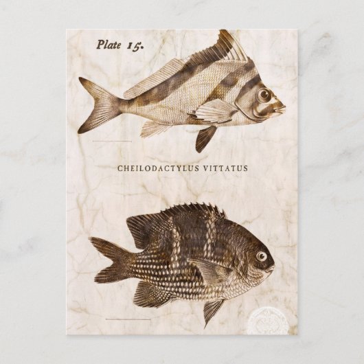  visserij Antiek zeehaven Briefkaart (Voorkant)