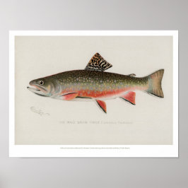 visserij - Brook-forel Poster