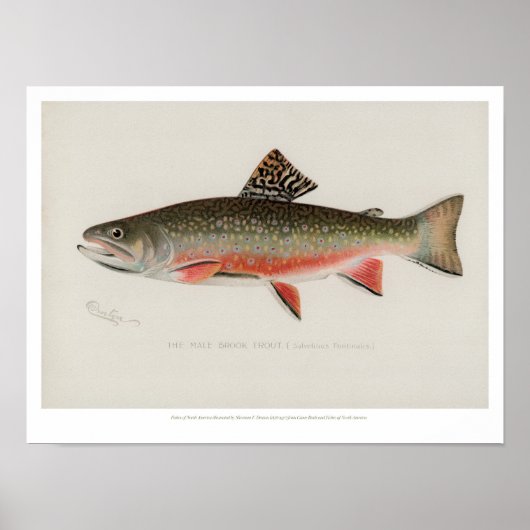  visserij - Brook-forel Poster (Voorkant)