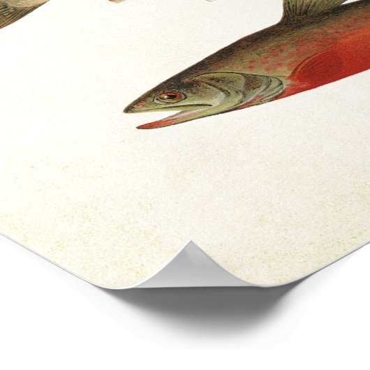 visserij - forel poster (Hoek)