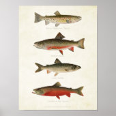 visserij - forel poster (Voorkant)
