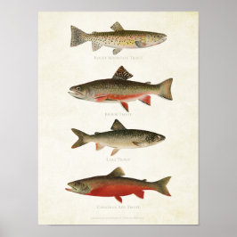 visserij - forel poster