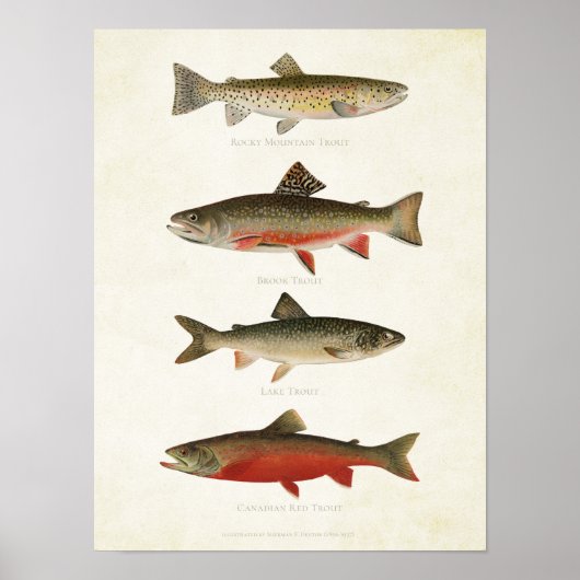 visserij - forel poster (Voorkant)