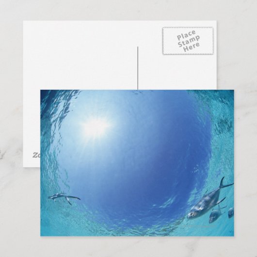 Visserij in de zee briefkaart (Voorkant / Achterkant)