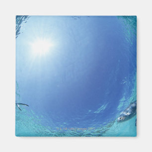 Visserij in de zee magneet