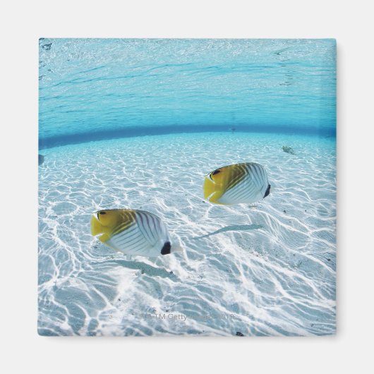 Visserij in het zee 2 magneet (Voorkant)