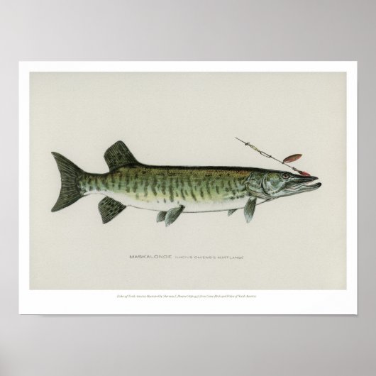 visserij - Maskalonge Poster (Voorkant)