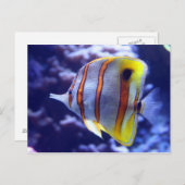 VISSERIJ OP HET BRIEFKAART VISSEN (Voorkant / Achterkant)