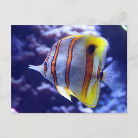 VISSERIJ OP HET BRIEFKAART VISSEN (Voorkant)