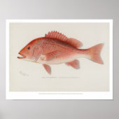 visserij - Red Snapper Poster (Voorkant)