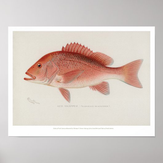  visserij - Red Snapper Poster (Voorkant)