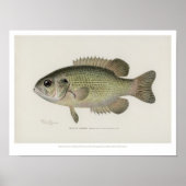  visserij - Rock Bass Fish - Poster (Voorkant)