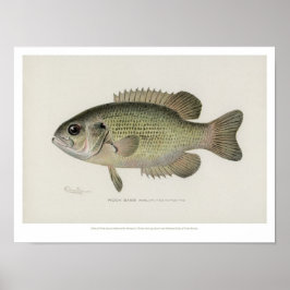 visserij - Rock Bass Fish - Poster