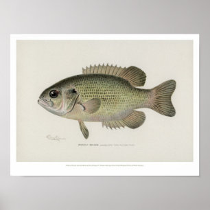 visserij - Rock Bass Fish - Poster