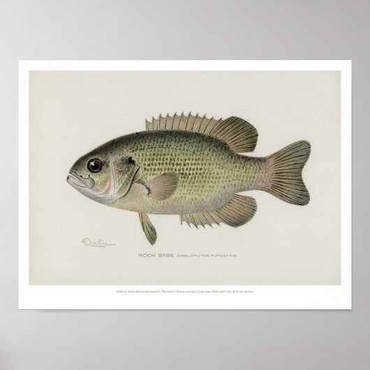  visserij - Rock Bass Fish - Poster (Voorkant)
