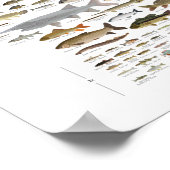 Visserij van Minnesota Poster (Hoek)