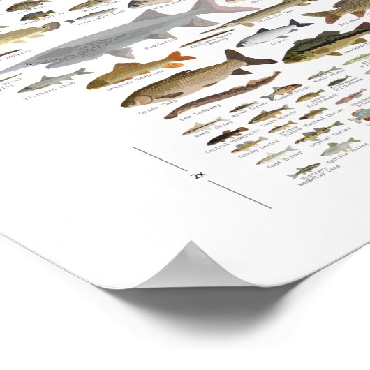 Visserij van Minnesota Poster (Hoek)