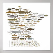 Visserij van Minnesota Poster (Voorkant)