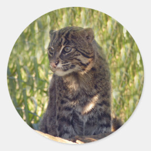 VisserijCat007 Ronde Sticker