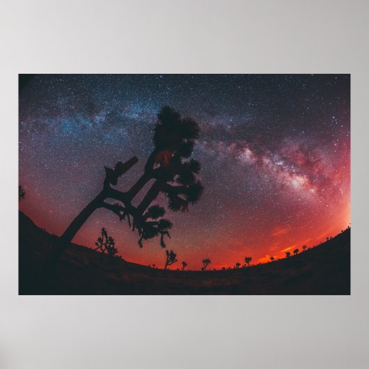 VISSERIJFOTO VAN SILHOUETTE TREE POSTER (Voorkant)