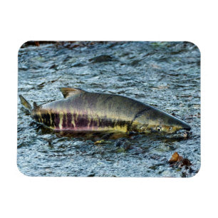 Vissers houden van zalm magneet