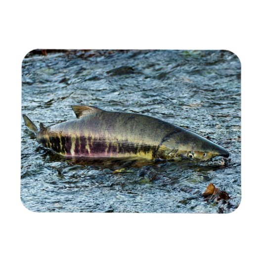 Vissers houden van zalm magneet (Horizontaal)