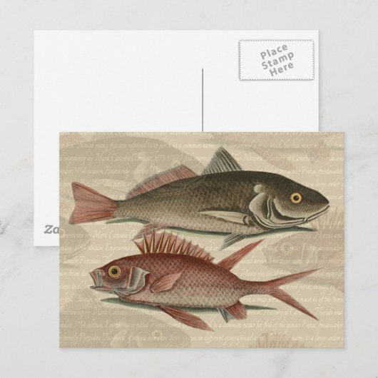 Vissers met roodbaars briefkaart (Voorkant / Achterkant)