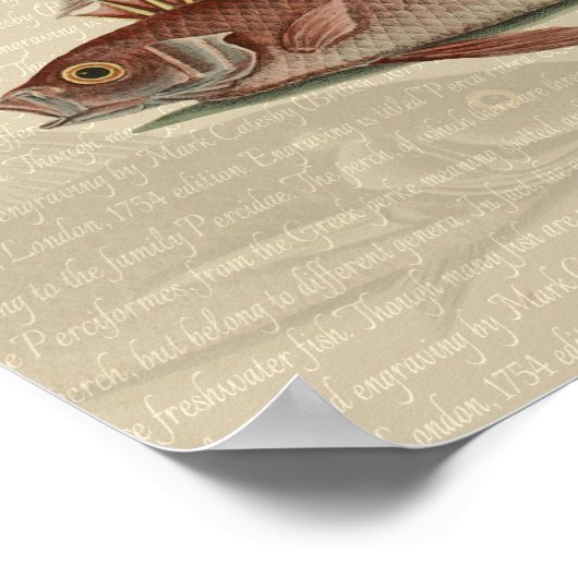 Vissers met roodbaars poster (Hoek)