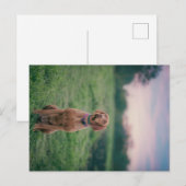 Vissla Sitting Briefkaart (Voorkant / Achterkant)