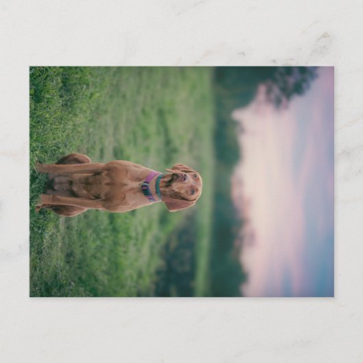Vissla Sitting Briefkaart (Voorkant)