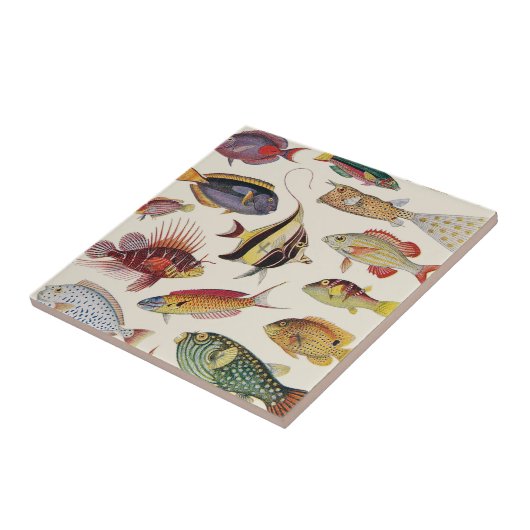 Vissoorten Tegeltje (Zijkant)