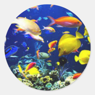 Vissticker Ronde Sticker
