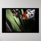 visvangst poster (Voorkant)