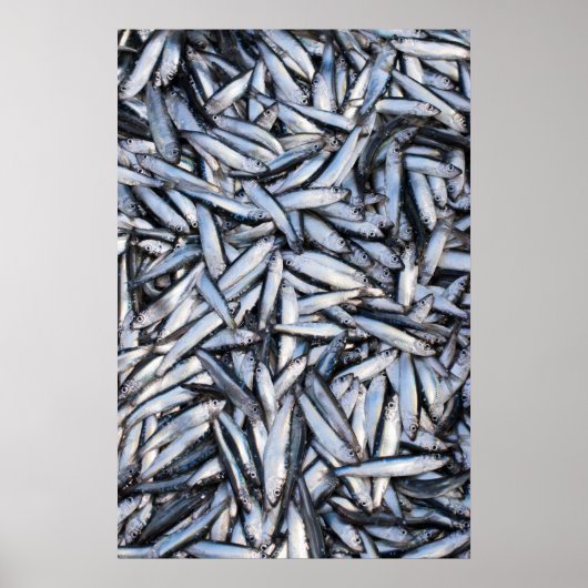 Visvangst Poster (Voorkant)