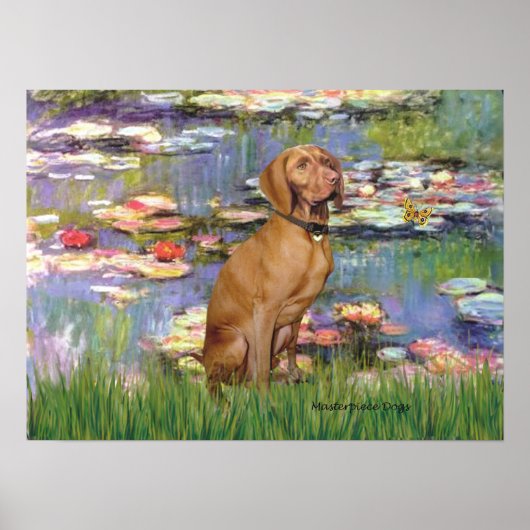 Viszla 2 - Vizsla Poster (Voorkant)