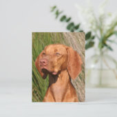 viszla briefkaart (Staand voorkant)