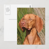 viszla briefkaart (Voorkant / Achterkant)