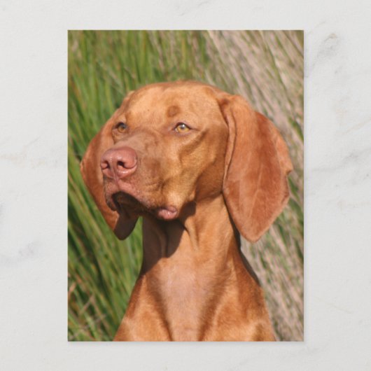 viszla briefkaart (Voorkant)