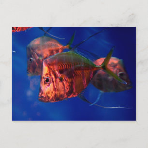 Viszwemmen in Neon Briefkaart