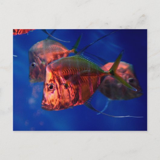 Viszwemmen in Neon Briefkaart (Voorkant)