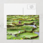 Vitoria Regis, grote waterlelaars in het Amazonege Briefkaart (Voorkant / Achterkant)