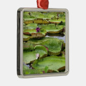 Vitoria Regis, grote waterlelaars in het Amazonege Metalen Ornament (Rechts)