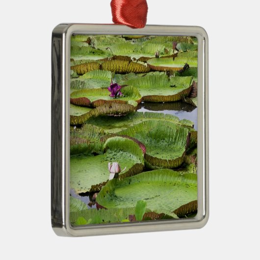 Vitoria Regis, grote waterlelaars in het Amazonege Metalen Ornament (Rechts)