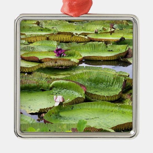 Vitoria Regis, grote waterlelaars in het Amazonege Metalen Ornament (Voorkant)