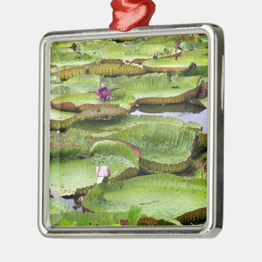 Vitoria Regis, grote waterlelaars in het Amazonege Metalen Ornament (Links)