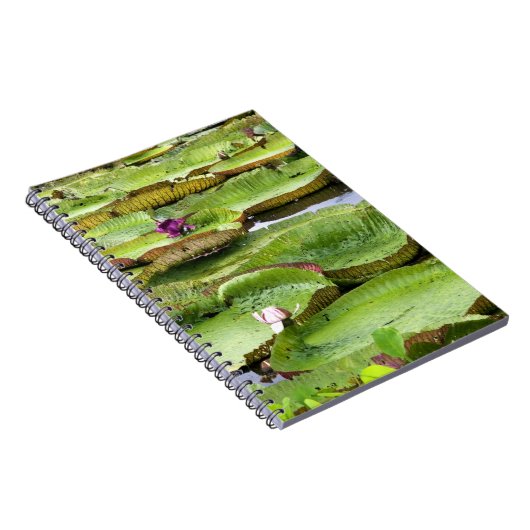 Vitoria Regis, grote waterlelaars in het Amazonege Notitieboek (Rechterzijde)