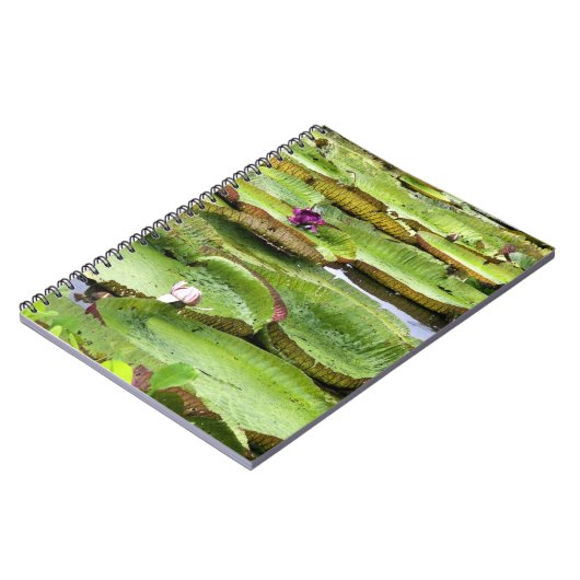 Vitoria Regis, grote waterlelaars in het Amazonege Notitieboek (Linkerzijde)