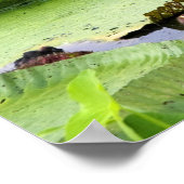 Vitoria Regis, grote waterlelaars in het Amazonege Poster (Hoek)