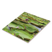 Vitoria Regis, grote waterlelaars in het Amazonege Tegeltje (Zijkant)